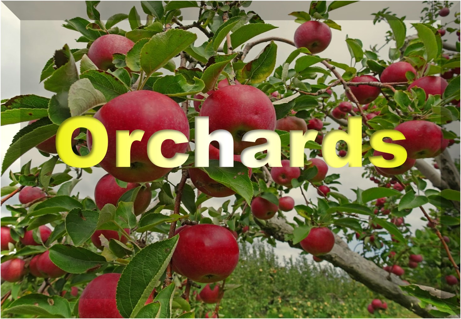 Orchards