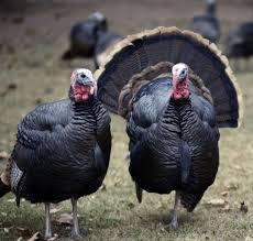 Turkeys